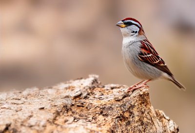 sparrow, house sparrow, wallpaper 4k, small bird, full hd wallpaper, desktop backgrounds, wildlife, bird, free background, songbird, tree bark, windows wallpaper, mac wallpaper, tree stump, nature, beautiful nature, nature background, wood, feathers, plumage, fauna, beautiful wallpaper, beak, laptop wallpaper, nature bokeh, hd wallpaper, nature wallpaper, brown background, cool backgrounds, bokeh background, wallpaper, wallpaper hd, 4k wallpaper, free wallpaper, 4k wallpaper 1920x1080, natural background