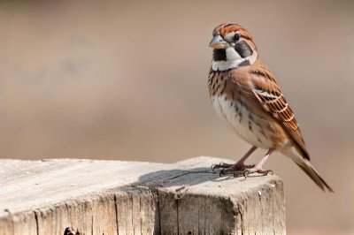 sparrow, house sparrow, wallpaper 4k, small bird, full hd wallpaper, desktop backgrounds, wildlife, bird, free background, songbird, tree bark, windows wallpaper, mac wallpaper, tree stump, nature, beautiful nature, nature background, wood, feathers, plumage, fauna, beautiful wallpaper, beak, laptop wallpaper, nature bokeh, hd wallpaper, nature wallpaper, brown background, cool backgrounds, bokeh background, wallpaper, wallpaper hd, 4k wallpaper, free wallpaper, 4k wallpaper 1920x1080, natural background