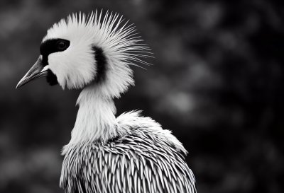 grey crowned crane, wallpaper 4k, bird, beautiful nature, nature wallpaper, wildlife, nature background, animal, portrait, close up, feathers, golden crest, exotic bird, african bird, majestic, windows wallpaper, avian, fauna, full hd wallpaper, free background, free wallpaper, beautiful bird, nature, hd wallpaper, background, wallpaper, mac wallpaper, elegant, laptop wallpaper, 4k wallpaper, wallpaper hd, 4k wallpaper 1920x1080, symbol of royalty, beautiful wallpaper, mane, cool backgrounds, desktop backgrounds, symbol of peace