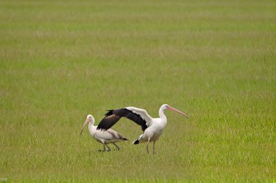 bird, ibis, field, beak, green, grass, wildlife, nature, camouflage, shot, feathers, reeds, animal, habitat, unique, zoology, long-billed, foraging, zoom, balancing