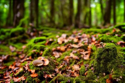 forest, green, moss, autumn, nature, mushroom group, close-up, small mushrooms, mushrooms, ground, forest floor, ecosystem, environment, foraging, fresh, wild, forest life, organism, rustic, nature scene