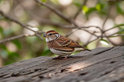 sparrow, bird, nature, wildlife, ornithology, beak, feathers, plumage, perched, fauna, species, passerine, rock, gray, habitat, trees, natural environment, nature shot, birdwatching, microhabitat