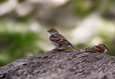 sparrow, bird, nature, wildlife, ornithology, beak, feathers, plumage, perched, fauna, species, passerine, rock, gray, habitat, trees, natural environment, nature shot, birdwatching, microhabitat