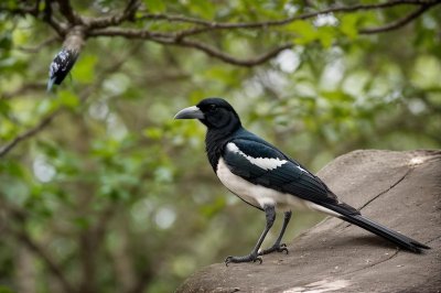 magpie, nature, bird, wildlife, animal, plumage, beak, avian, biodiversity, feathers, ornithology, fauna, perched, birdwatching, water, stone, ecology, natural environment, observation, ecosystem