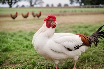 rooster, bird, countryside, farm, nature, white, comb, red, feathered, outdoors, animal, poultry, grass, livestock, chicken, agriculture, external, rural, crest, walking, animal products