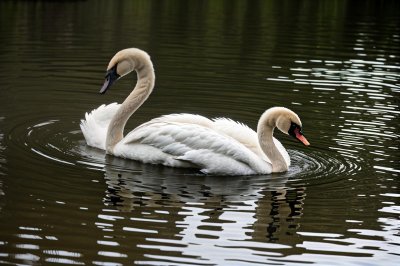 swan, cygnet, water, lake, nature, floating, calm, young, baby, reflection, peaceful, tranquil, feather, golden, light, still, enchanted