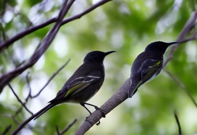honeyeater, bird, nature, wildlife, australian, new holland honeyeater, fauna, animal, bird perched, beak, brown, yellow, black, white, lively, glossy, june, foliage, branches, tree