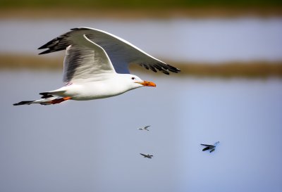 seagull, flying, nature, waterbird, wings, flight, landscape, wild, white, sky, feather, calm, blue, light, blue sky, ecology, lightness, natural world, beak, reserve, movement