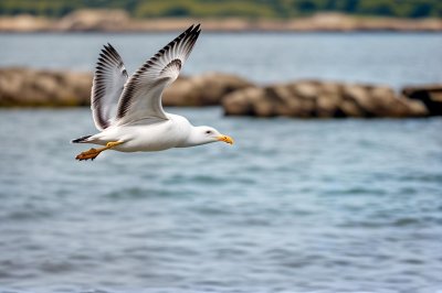 seagull, flying, nature, waterbird, wings, flight, landscape, wild, white, sky, feather, calm, blue, light, blue sky, ecology, lightness, natural world, beak, reserve, movement