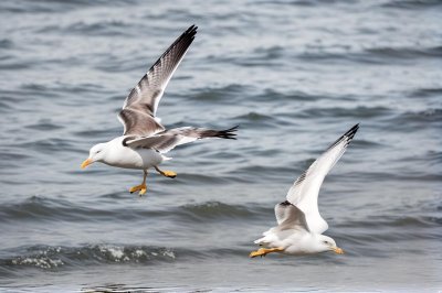 seagull, bird in flight, water, plumage, nature, bird species, seabird, wings, coastal area, pond, mew, animal, wildlife, flying over water, sky, wild nature, space, ecology, uplift, bird flight