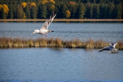 gull, flying bird, lake, autumn, body of water, nature, flock of birds, sky, bird migration, natural habitat, wildlife, ornithology, ecosystem, wings, ecology, blue color, predatory bird, black and white, winter season, distant landscape