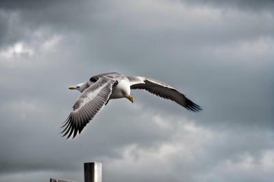 seagull, 4k wallpaper 1920x1080, full hd wallpaper, 4k wallpaper, flying bird, flight, natural environment, wings, sky, water, animal, chaos, wilderness, mac wallpaper, hd wallpaper, cool backgrounds, wallpaper 4k, wild animal, waves, laptop wallpaper, sky background, windows wallpaper, free wallpaper, focused object, seabird, wildlife, free background, ocean, nature, background, beautiful wallpaper, wild, middle of the sea, wallpaper hd, desktop backgrounds, calm