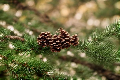 pine cone, conifer, branch, close-up, natural, seed, tree, forest, nature, green, needle, plant, brown, twig, pine needle, botany, growth rings, decoration, ecosystem, ecology