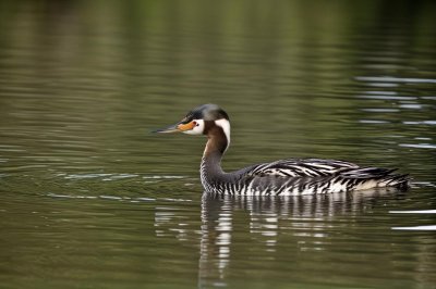great crested grebe, bird, ornithology, waterbird, wildlife, feathers, water, nature, natural habitat, waterfowl, songbird, natural science, ecosystem, fauna, grebe, ornithologist, wilderness, environment, aquatic, wild, light