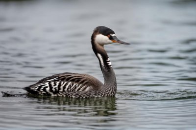 great crested grebe, bird, ornithology, waterbird, nature, wildlife, feathers, waterfowl, plumage, water, sunshine, calm, reflection, wilderness, wild, spring, meadow, ripple, predator