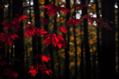 maple, forest, leaves, autumn, sunlight, rays, red, moody, nature, shadows, beams, dark, outdoors, landscape, wet, environment, woodland, foliage, cinematic