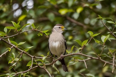 bird, nature, ornithology, feathers, bush, green, yellow, garden, leaves, environment, wings, photography, natural, resting, bird on bush, wildlife, beautiful, black and white, singing, urban