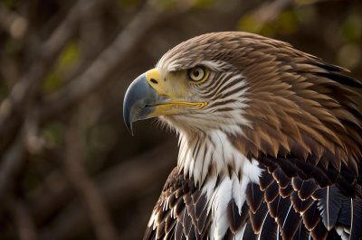 eagle, head, wild, yellow eyes, beak, sharp, feather, raptor, intensity, side view, nature, bird, close-up, animal, dramatic, bold patterns, upward gaze, eagles, details, focus, portrait