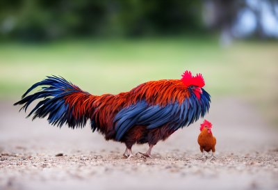 red comb, colorful feathers, young rooster, bird profile, outdoors, livestock farming, rural life, orange feathers, blue-green color, live animals, nature, wattles, rooster feathers, rooster comb, urae, green field, bright colors, avian world, natural world, agricultural production, farm ecosystem