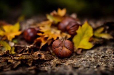 chestnuts, leaves, autumn, nature, bright, close-up, dry leaves, seasonal, outdoors, warm colors, natural texture, detail, rural scene, autumn decoration, sunlight, calm, botany, gentle, earth tones