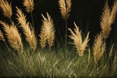 grass, sedge, summer, nature, outdoors, texture, detail, stripes, pattern, stem, agriculture, landscape, rustic, field, green, wilderness, natural, calm, gentle, dandelion