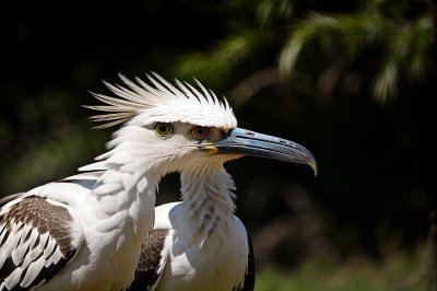 secretary bird, bird of prey, exotic, long legs, beak, feather, wildlife, military crest, raptor, nature, curious look, outdoors, ornithology, animal, bird watching, eyes, hunter, gray, bird
