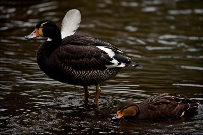 duck, waterfowl, nature, wildlife, feather, beak, eye, black and white, cute looking, environment, park, posing, wings, green, everyday, nature and wildlife, daylight, colorful, calm