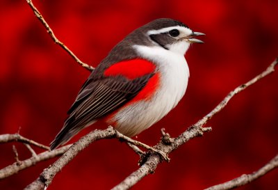 bird, red background, wooden branch, animal thumbs, ornithology, bird life, nature, wildlife, portrait, beautiful, detail, wild, ecological, environment, gray, reddish-brown, thrush, prey, bird of prey, grey-brown, avian