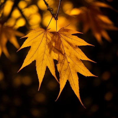 leaves, autumn, fall, maple, japanese maple, golden, yellow, bright, colorful, nature, tree, foliage, vibrant colors, autumn leaves, natural beauty, plant, seasonal, sunlight