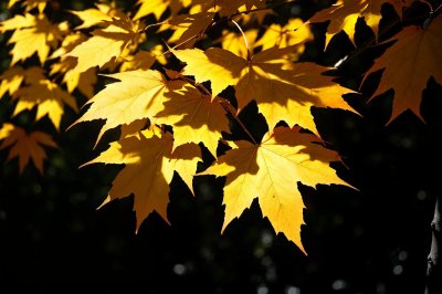 leaves, autumn, fall, maple, japanese maple, golden, yellow, bright, colorful, nature, tree, foliage, vibrant colors, autumn leaves, natural beauty, plant, seasonal, sunlight