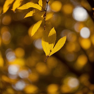katsura, leaves, autumn, tree, branch, bright, colorful, golden, yellow, green, nature, sunlight, glow
