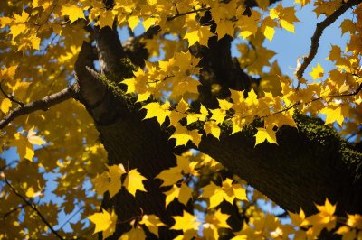 katsura, leaves, autumn, tree, branch, bright, colorful, golden, yellow, green, nature, sunlight, glow
