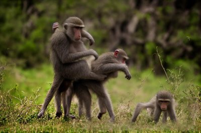baboon, infant, playing, nature, savannah, monkey baby, savannah infant, cuteness, curiosity, animal, wilderness, monkey infant, green grass, mammal, african primate, young animal, savannah grass, natural environment, young baboon