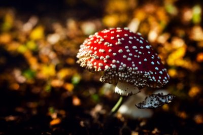 fly agaric, autumn, nature, leaves, red, toxic, mushroom, close-up, forest, natural world, luck, autumn sunlight, yellow, fern, detailed view, decorative, small habitat, quirky, storytelling
