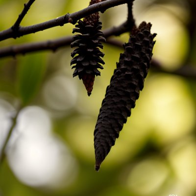 black alder, cone, nature, branch, tree, detail, catkin, green color, macro photography, background blur, natural light, early spring, ecosystem, magnification, seasonal change, moist environment, deciduous trees, bark, preferred habitat, wetlands