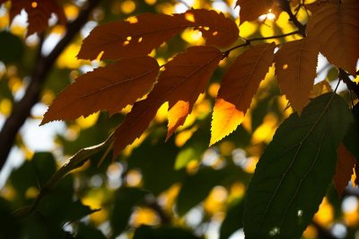 autumn, nature, leaf, orange, sunlight, sunshine, macro, brightness, foliage, natural light, outdoor, background, park, countryside, colorful, sunny, japanese maple, blur, shrub, details