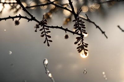 twig, droplet, cypress, macro, sunset, water drop, winter, morning, forest, reflection, outdoor, background, details, bokeh, natural, green, flora, beauty, nature, needle