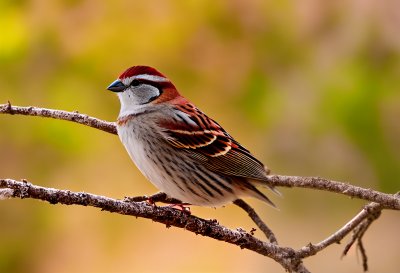 sparrow, tree sparrow, small bird, wildlife, passerine, singing, chirping, open beak, perching, hd wallpaper, branch, yellow leaves, autumn, nature, leaves, outdoor, background, wallpaper