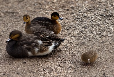 duck, duckling, nature, bird, cute, wildlife, feathers, waterfowl, stone, ornithology, walking, chick, sand, fledgling, sun, daylight, hook, pebble, plenty, curiosity