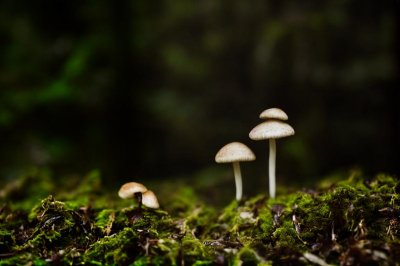 mushrooms, forest, moss, autumn, close-up, nature, thin, helmlings, ecology, lush, soil, solitary, small, dense, root, gills, miniature, biology, texture, microcosm