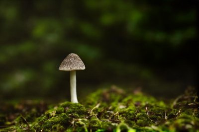 mushroom, moss, forest, autumn, forest floor, closeup, mycology, nature, ecosystem, helmling, biotope, root, gills, subtropical, flora, insight, hat, origin