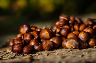 chestnuts, autumn, leaves, nature, sun, ripe, surface, natural light, brown, autumn fruits, outdoors, decay, gloss, natural environment, seasonal, shell, dried leaves, fallen leaves, naturally lit, harvest