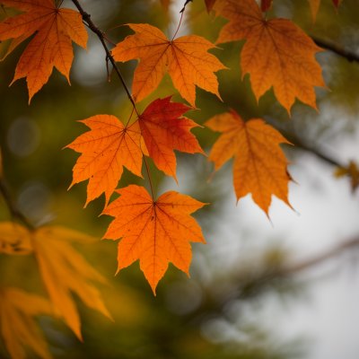 autumn, leaves, colorful, nature, green, orange, twig, vibrant, bark, sunshine, seasonal, natural, red, warm, natural beauty, outdoors, peaceful, beauty, falling leaves, tranquility, beautiful scenery
