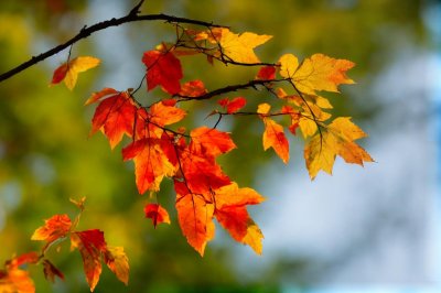 autumn, leaves, colorful, nature, green, orange, twig, vibrant, bark, sunshine, seasonal, natural, red, warm, natural beauty, outdoors, peaceful, beauty, falling leaves, tranquility, beautiful scenery