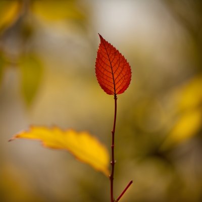 foliage, autumn, single leaf, yellow, red, blurred background, branch, macro, nature, outdoors, landscape, autumn leaves, natural detail, rainy season, leaf texture, sense of calm, morning sun, contrast, vibrant color, beauty, seasonal change