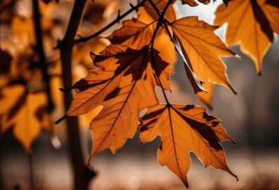 dry leaves, autumn season, orange color, nature, decay, falling leaves, fall colors, natural textures, deciduous trees, outdoor, detail, forest, natural environment, seasonal change, soft bokeh, photography art, chill, warm sun, outdoor excursion, leaf fall, natural beauty