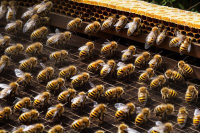 bees, beehive, honeycomb, pollination, nature world, beekeeping, honey, insect, biology, ecosystem, diligence, food security, natural balance, summer season, busy, queen bee, beeswax, social insects, sustainability, United States, Oakland, California