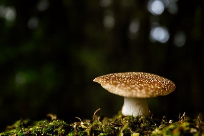 mushroom, moss, forest, autumn, nature, gills, close-up, plant, forest floor, brown, ecology, symbiosis, forest mushroom, mycology, nourishment, climate change, spongy, soil, biodiversity