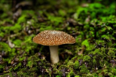 mushroom, moss, autumn, forest, nature, close-up, gills, fruiting body, outdoor, ecosystem, natural environment, fungal, concern, wide angle, life cycle, spore print, ground emission, partition, green