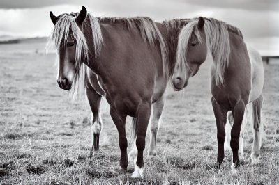 pony, small horse, standing, pasture, mane, animal, cute, pet, horse, foal, paddock, brown, coat, gentle, calm, its, natural setting, outdoor, beautiful, mature, friend